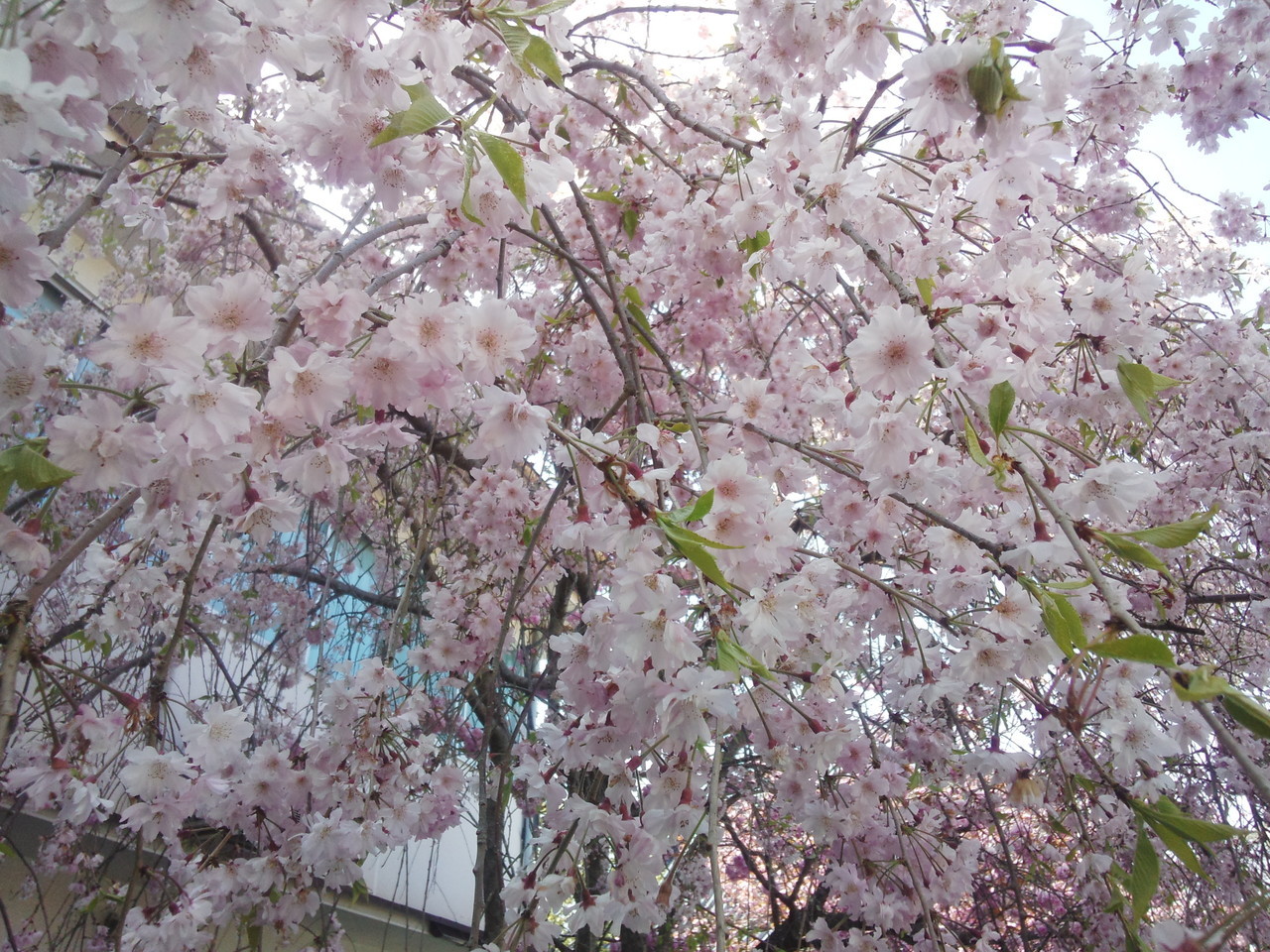 吉野山の桜.jpg