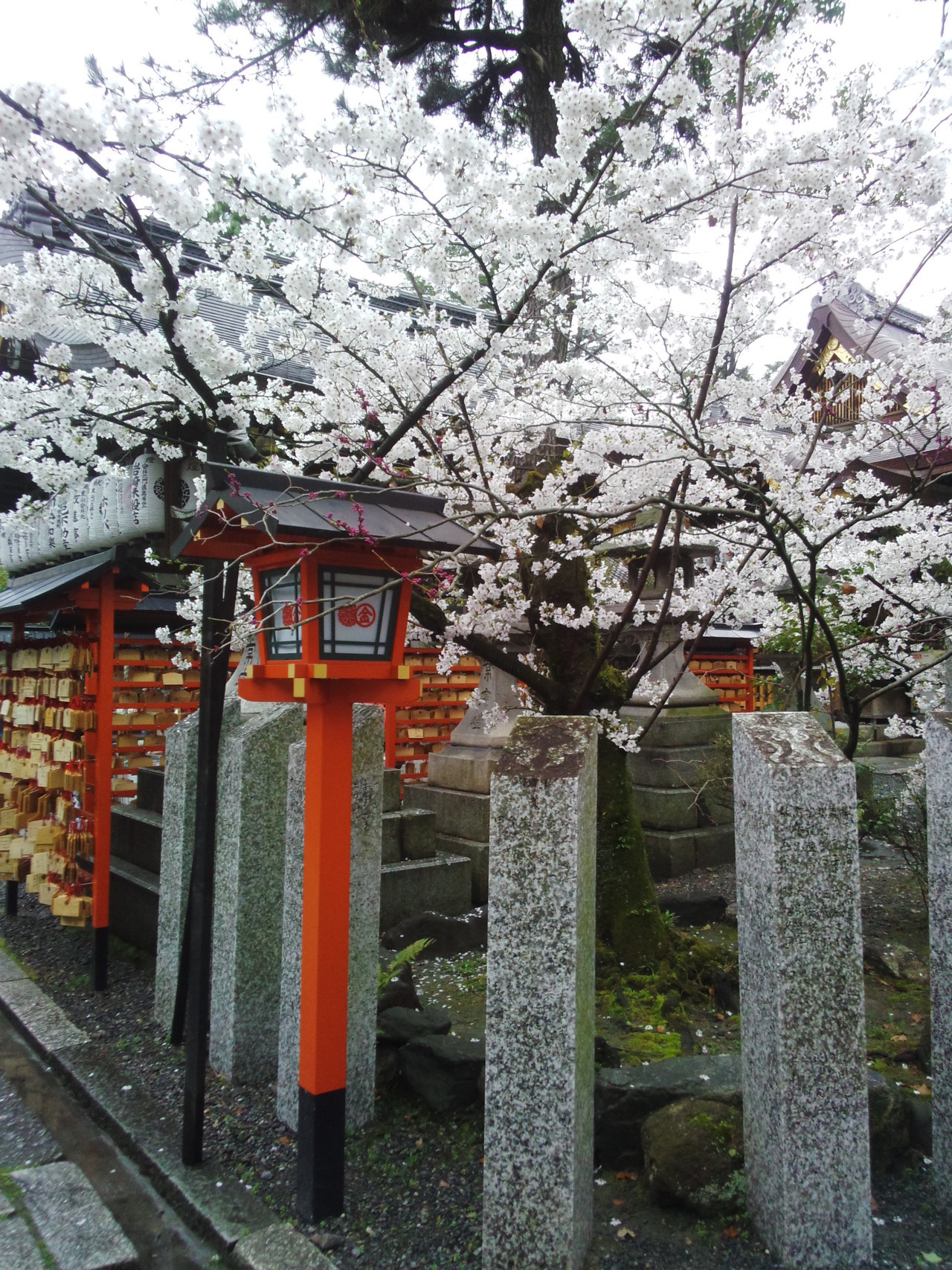 京都の桜.jpg